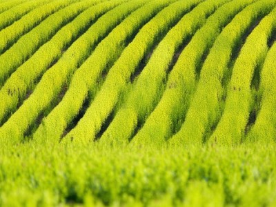 DB14/T 669-2024旱地冬小麦地膜覆盖膜际条播栽培技术规程解析与应用