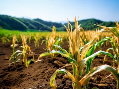 大兴安岭丘陵旱作区玉米秸秆覆盖与缓混施肥技术规程应用解析