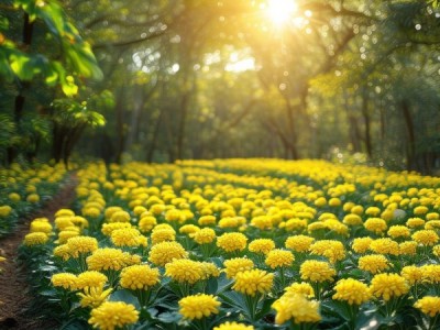黄岑林下仿生态种植技术规程，开启绿色种植新时代