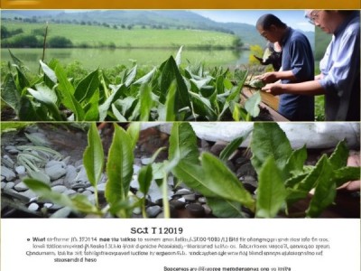 天目湖白茶质量分级标准DB32/T 1264-2017深度解读及实战应用