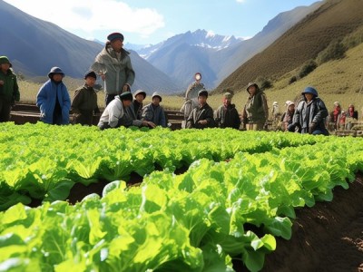 DB62/T 2697-2016标准指导下的高寒二阴山区莴笋有机种植技术解析