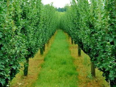 翠冠梨标准化种植技术规程，DB51/T 1648-2013引领产业高质量飞跃