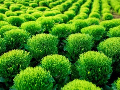 富硒小白菜绿色生产技术规程发布，推动农业高质量发展