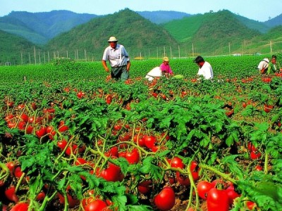 武威市DB62/T 911-2002规程在露地番茄无公害种植中的应用