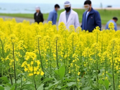 解析与应用，DB12/T 1373-2024 滨海盐碱地绿肥油菜栽培技术规程