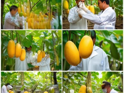无公害梭罗番木瓜生产技术规程解读与应用