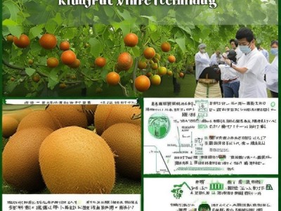 DB21/T 3809-2023 软枣猕猴桃吊蔓栽培技术规程深度解析与应用指导