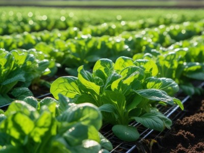 冷凉地区菠菜高垄水肥一体化栽培技术规程解析与应用