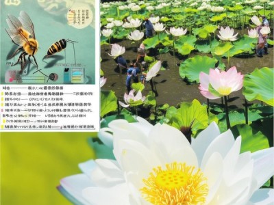 白莲蜜蜂授粉技术规程DB36/T 1867-2023深度解读与应用策略
