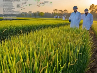 江香薷晚稻栽培技术规程深度解析与应用指导