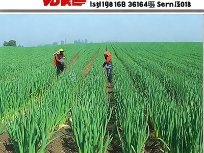 DB21/T 2645-2016，大蒜标准化种植技术规程，助力品质与产量双提升
