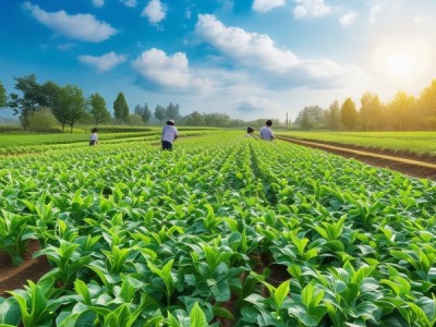 创新生态农业模式，DB61/T 1966-2025 箭筈豌豆果园生草技术规范解析