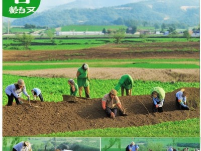 川明参种植技术规程，DB51/T 3193-2024 解读