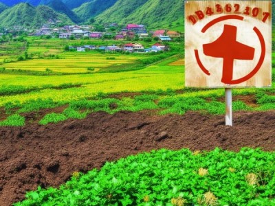 火山粉葛，DB44/T 863-2011地理标志产品，推动乡村振兴新篇章