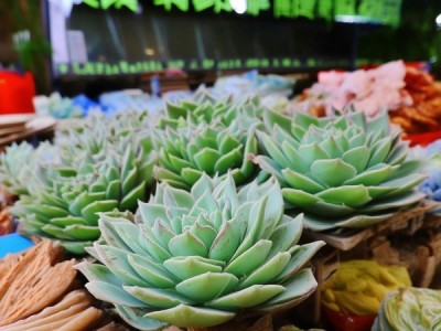 科尔沁牛肉，DB15/T 1717-2019标准下的品质与文化传承典范