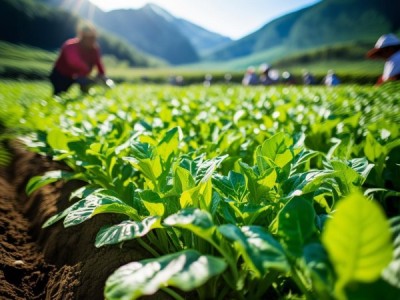 川产道地麦冬种植技术规范应用成效分析