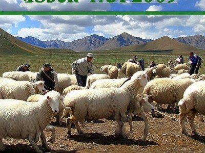 甘肃高山细毛羊疫病防治规范DB62/T 1781-2009 解读与应用