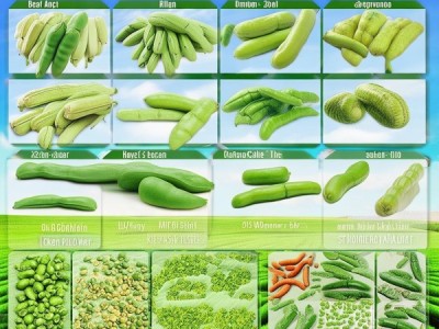 DB22/T 3527.2-2023九月青菜豆品种资源解读与推广指南