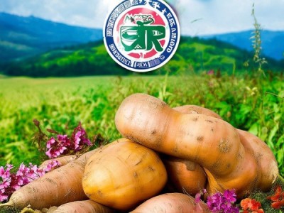潮姜薯荣获DB4405/T 310-2025 地理标志认证，薯香传承新篇章