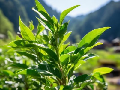 莱芜花椒，绿色瑰宝在传承与创新中绽放光彩