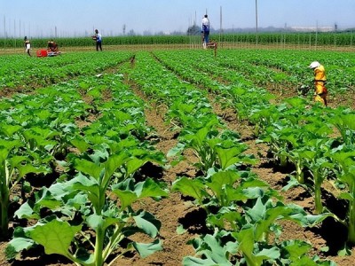 武威市DB62/T 920-2002规程下保护地甜瓜标准化种植指南