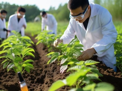 丙环唑在人参种植中的应用与规范解析