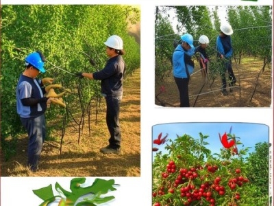 越西甜樱桃生产技术规程DB51/T 1385-2011解读与应用实践