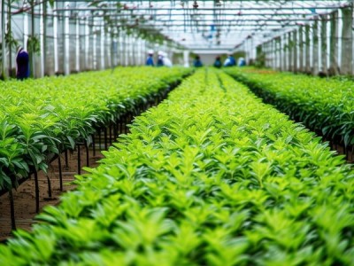 DB45/T 267-2005标准指导下的西洋菜种植与品质监管研究