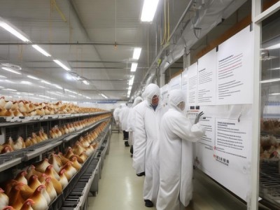 肉鸡生产小区疫病防治规范DB21/T 1767-2009解读与应用