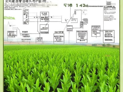 DB62/T 1116-2003标准下定西豌豆绿色生产技术解析与应用