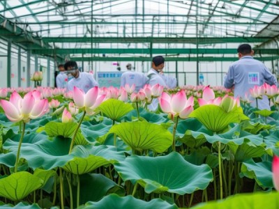 湘莲种苗培育新规程发布，引领产业迈向高质量发展新里程