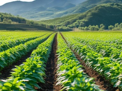 大兴安岭东麓大豆密植栽培技术规程应用解析