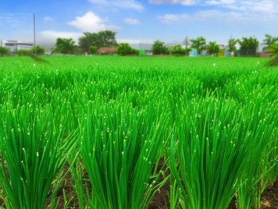 武威市DB62/T 929-2002规程下的韭菜无公害种植技术解析