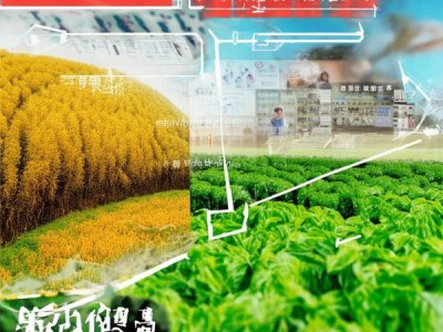 DB50/T 1468-2023解读，高粱-油菜轮作轻简化生产技术革新与实践