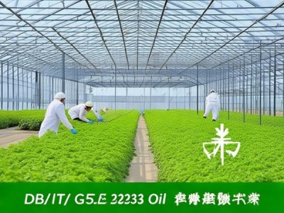 DB13/T 5859-2023 塑料大棚油麦菜生产技术规程深度解析与推广应用