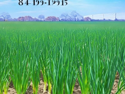 DB41/T 859-2013香葱种植技术规程，标准化种植助力香葱品质提升