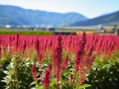 川产道地药材生产技术规程在丹参种植中的应用与推广实践