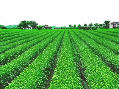隆回金银花产业在DB43/214-2004标准下的发展策略研究
