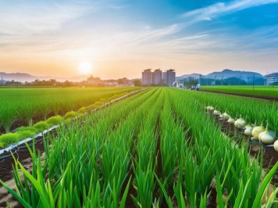 金昌市大蒜标准化生产技术解析与应用指南