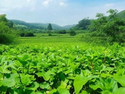 滕州马铃薯荣获地理标志产品认证，迈向全国市场