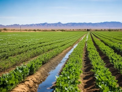 荒漠灌区苜蓿栽培与收获技术规程解析与应用指南
