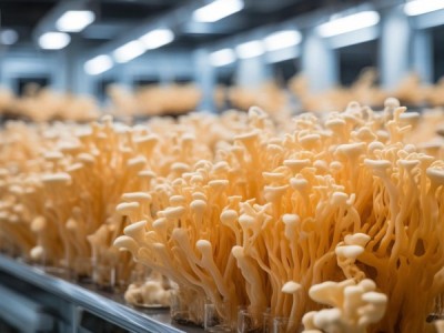 珊瑚状猴头菌栽培新规程发布，引领食用菌产业迈向高质量发展