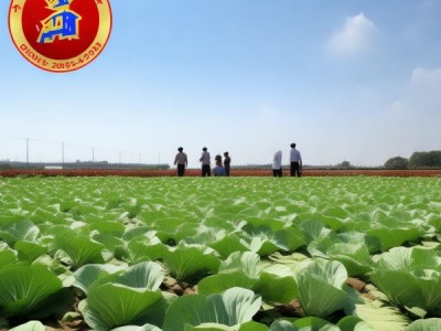 掖市无公害大白菜生产新标准解读，DB62/T 1075-2003