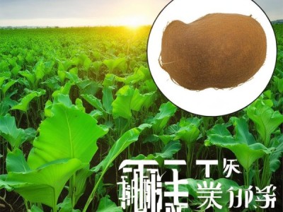 福鼎槟榔芋，DB35/T 1082-2010标准下的产业价值与鲜母芋特色解析