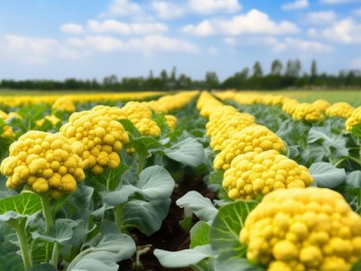 黄花菜标准化种植技术规程（DB62/T 1171-2022）助力产业品质提升