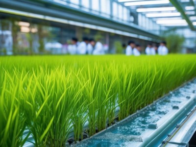 2023版DB23/T 3460节水栽培技术规程，寒地水稻节水新篇章