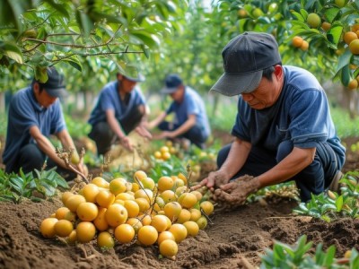 容县沙田柚地理标志产品栽培技术规程深度解析与应用