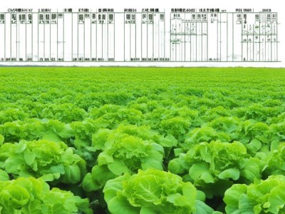 绿色食品露地莴笋生产技术规程，DB62/T 1988-2022的演变轨迹与启示