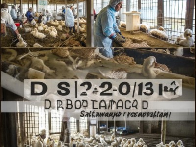 DBS32/002-2014标准在盐水鸭生产中的实施与重要性