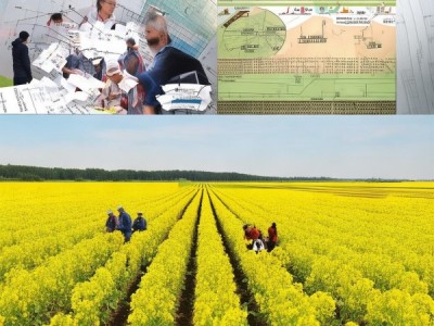2024版高芥酸白菜型油菜栽培技术规范深度解读与应用指导